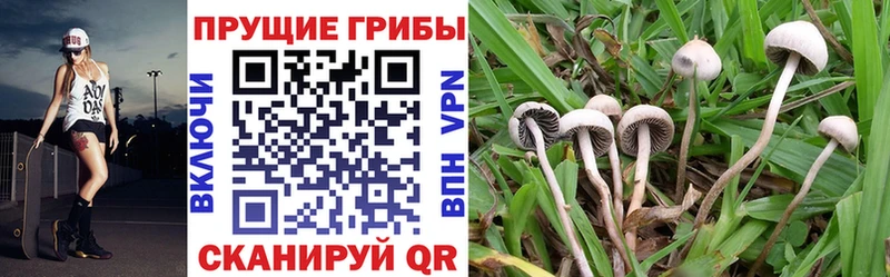 Псилоцибиновые грибы ЛСД  Ростов-на-Дону 